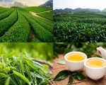 Thưởng thức chè trên cao nguyên Mộc Châu